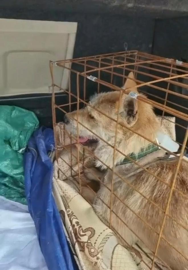 「黃金下司犬」上網約車時狀態不俗。紅星新聞 「黃金下司犬」上網約車時狀態不俗。紅星新聞