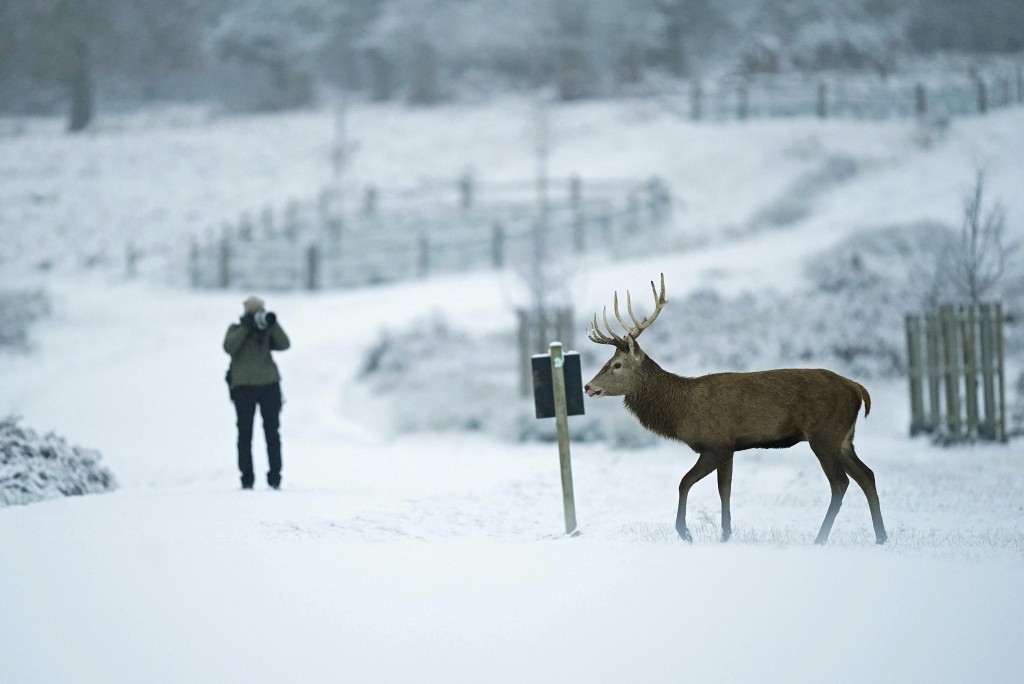 一只雄鹿在伦敦西南部的里士满公园的雪地里行走。AP