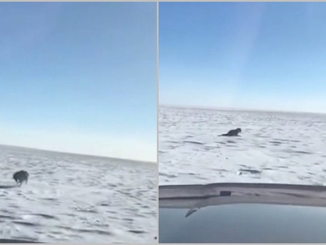 一名男子駕駛越野車在雪原上追撃一隻雪狼,最後將其撃斃。 網上圖片