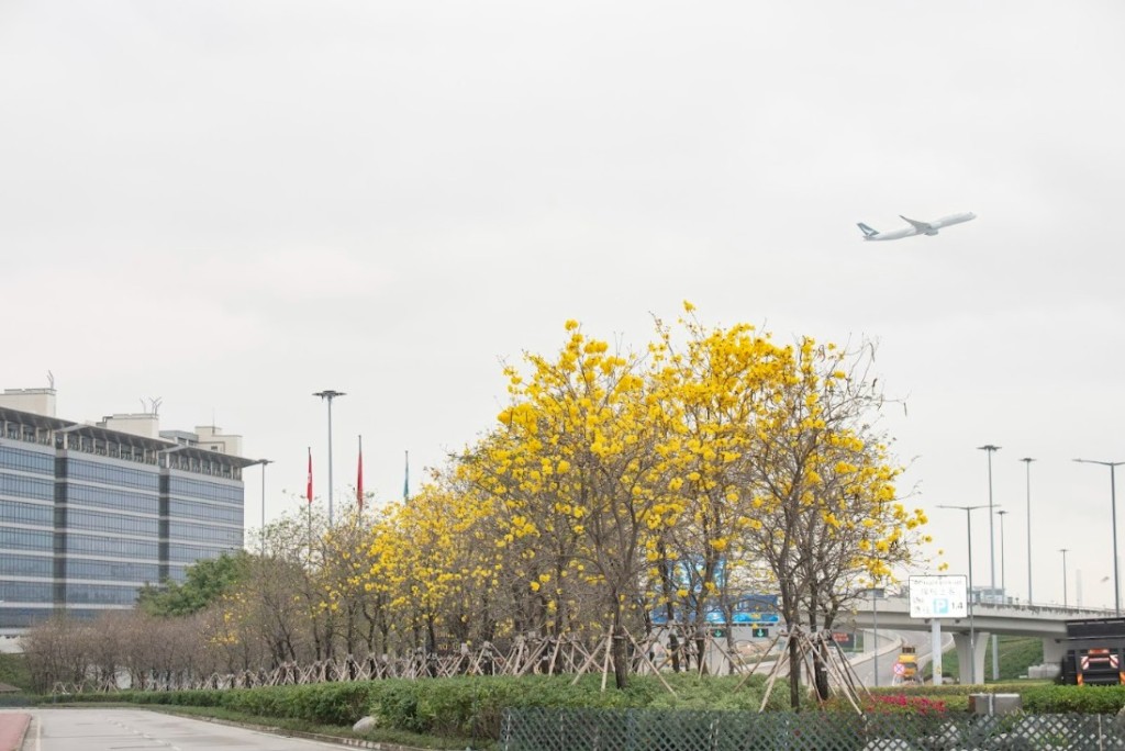 機管局種植黃花風鈴木既可美化機場島的環境，又讓市民大眾有㇐個賞花的好去處。機管局