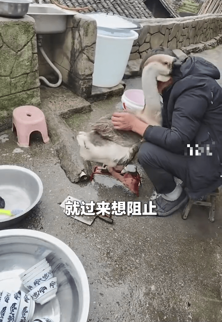 大鵝身體不斷阻止主人磨刀。 中國青年報