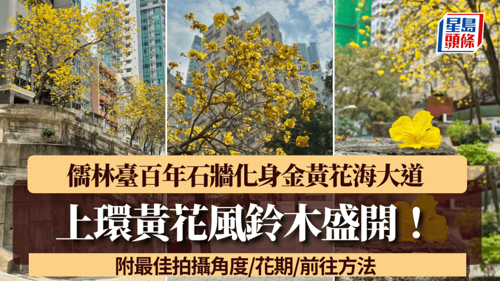 上環黃花風鈴木盛開！儒林臺百年石牆化身金黃花海大道 附花期/前往方法