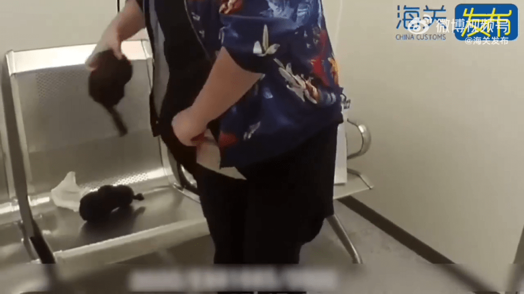 旅客腰腹綁藏活體龜。 海關發布 旅客腰腹綁藏活體龜。 海關發布