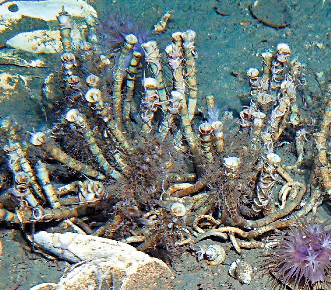 無腸深海管蟲是深海海底熱泉和冷泉的常見生物，能經由共生細菌把有毒物質轉化為有機營養物質。 網上圖片