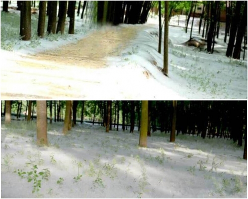 整个村庄就像被大雪覆盖。