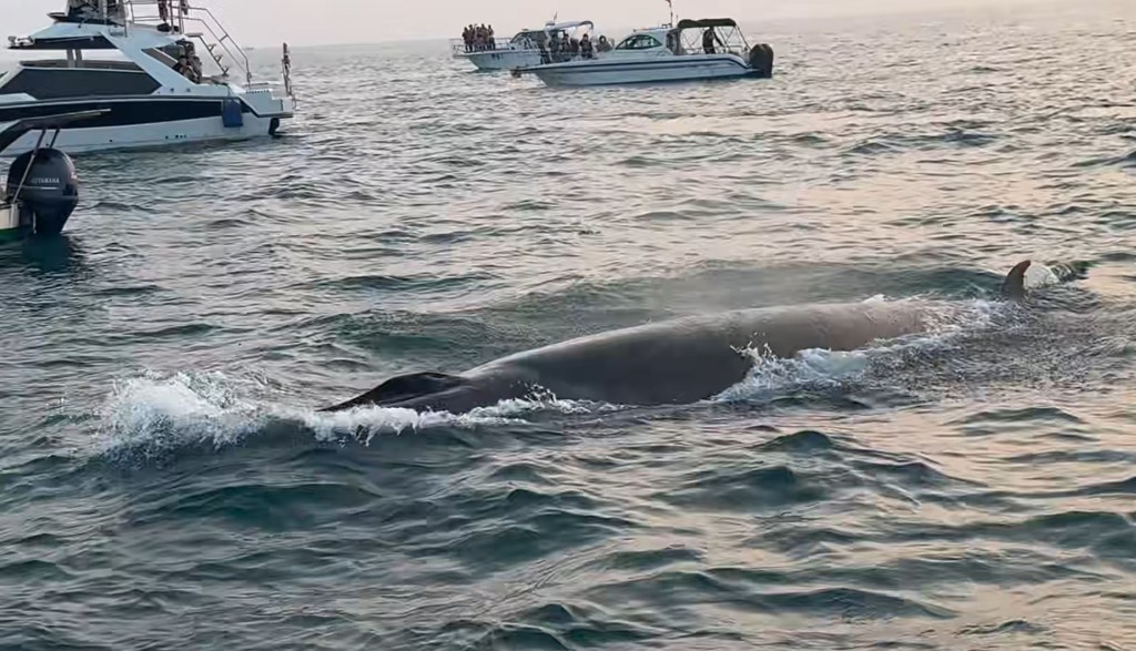 广西涠洲岛游客极近距离观鲸，导致鲸鱼周身伤痕。小红书＠Venus