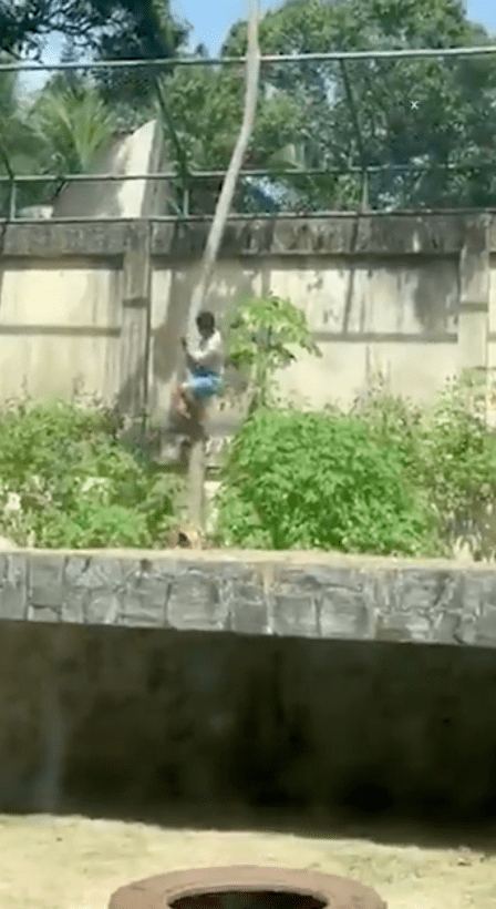 母獅見到馬查多翻牆闖入獅子展區，在樹底下虎視眈眈。X@TrueCrimeUpdat