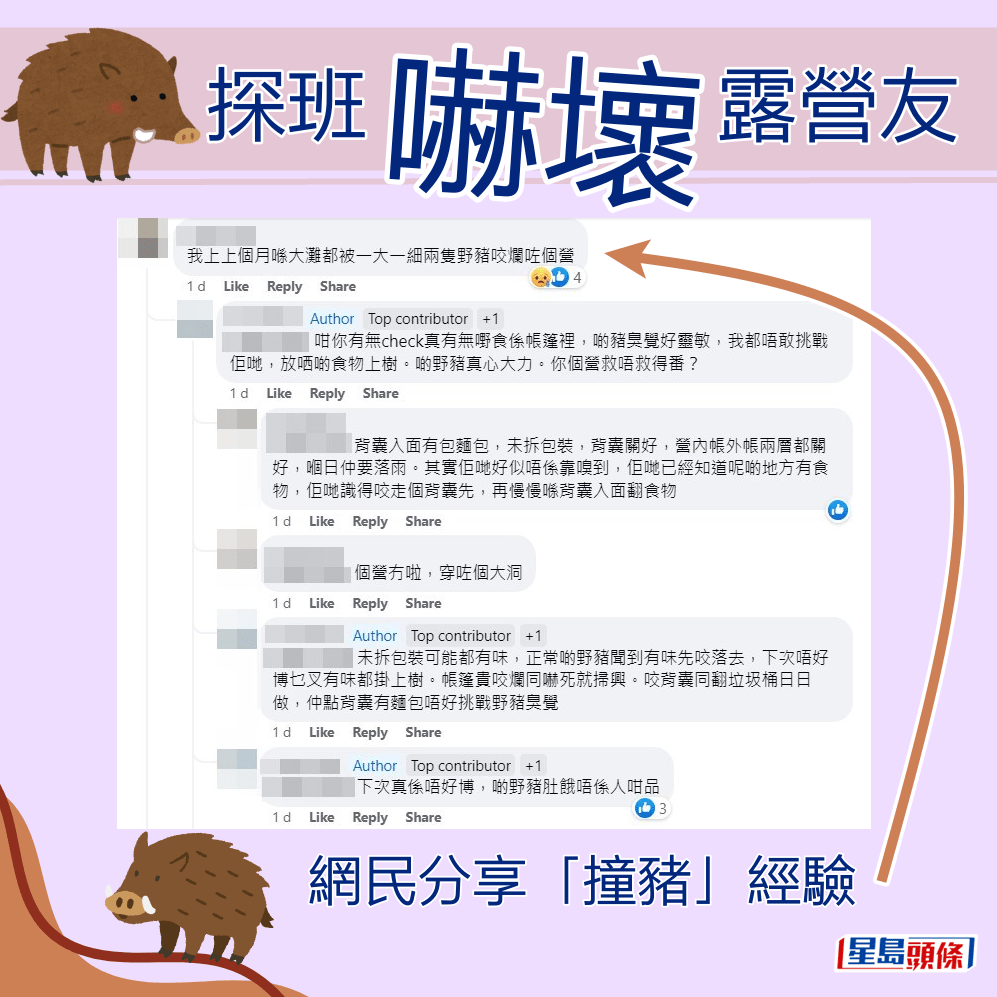网民分享「撞猪」经验。fb「香港人露营分享谷」截图