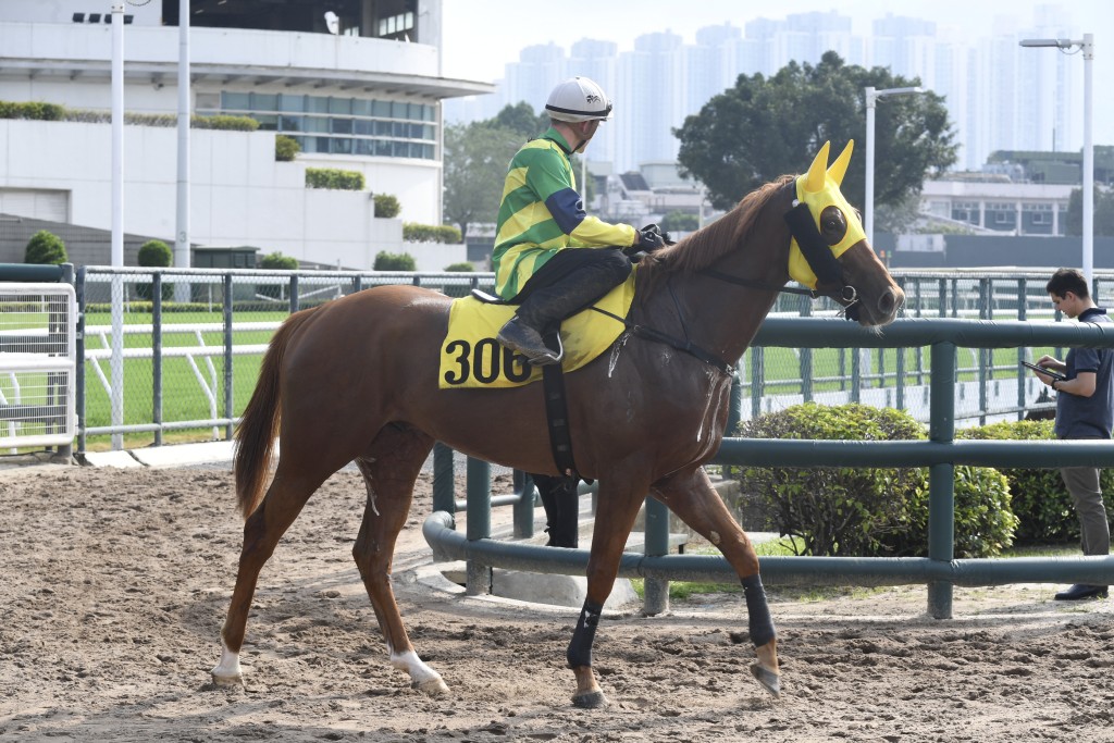 「綠族威」明晚全力爭取在港首場頭馬。