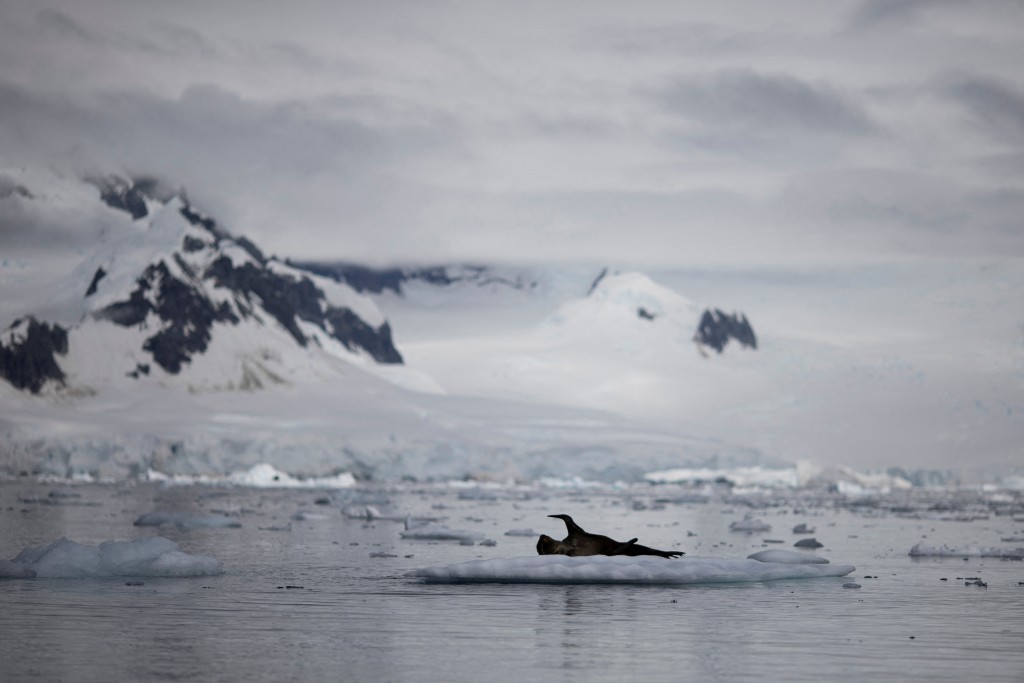 南極海冰上的海豹。路透社