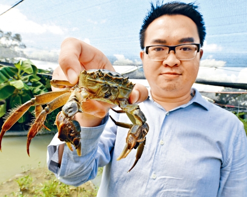 陳式立表示，將傳統魚塘設計改良，港產大閘蟹產量可大為提升。