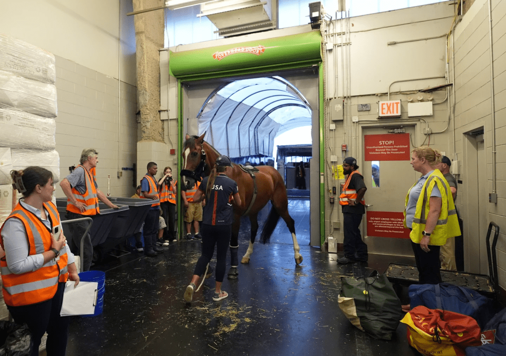 工作人员为马匹准备空间。（美联社）