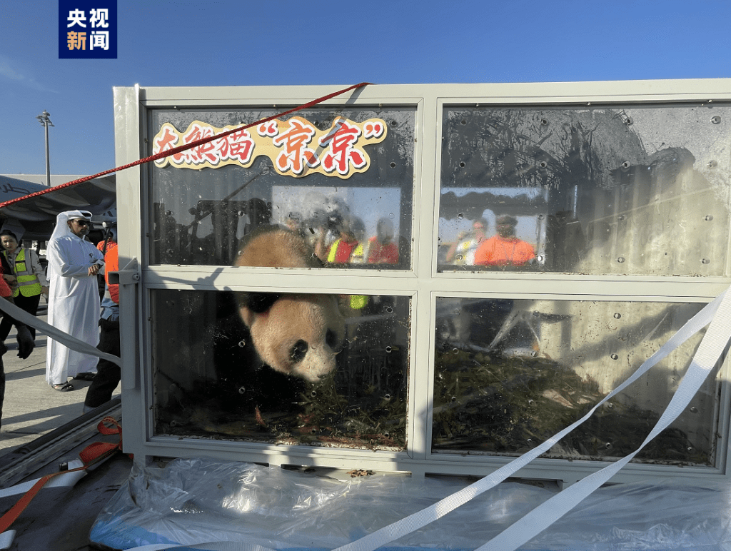 中国大熊猫送抵多哈。