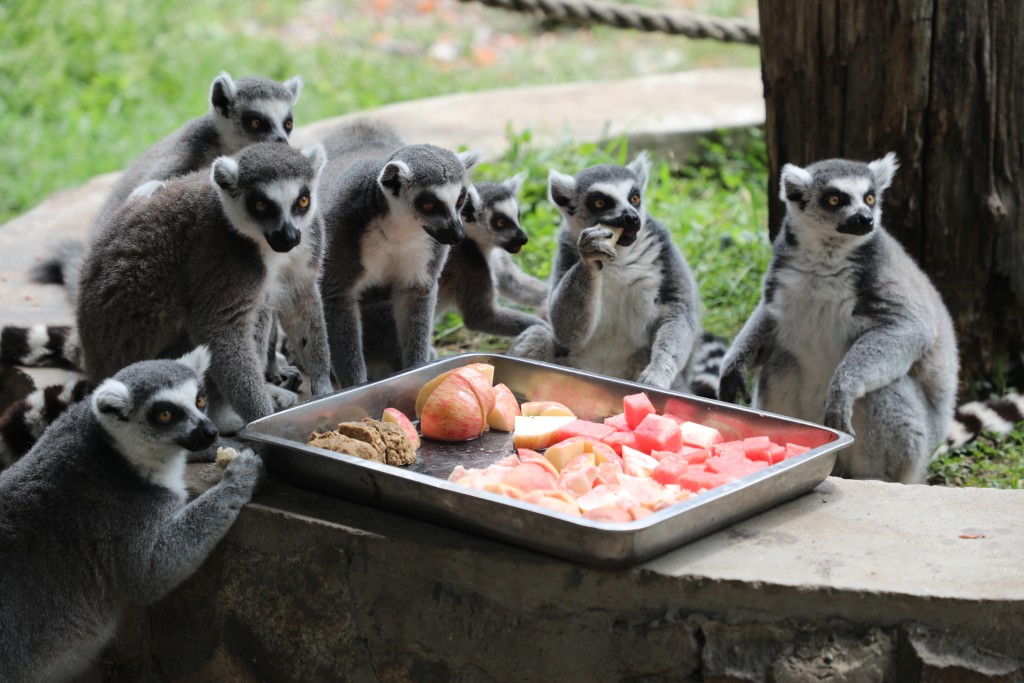 西安秦嶺野生動物園環尾狐猴進食水果。中新社 西安秦嶺野生動物園環尾狐猴進食水果。中新社