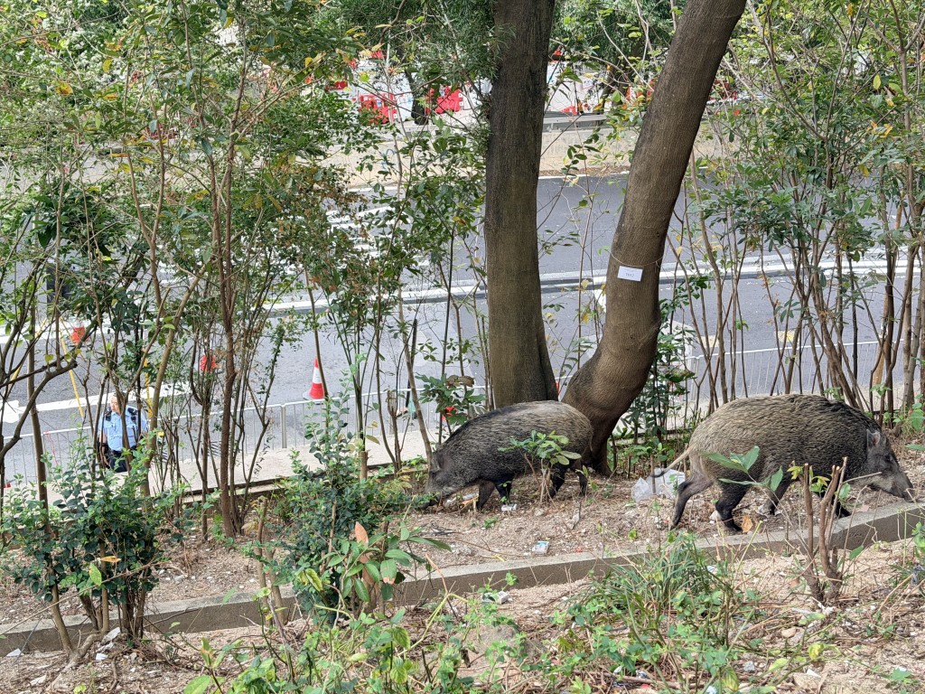 本周二（17日)有8只野猪走入黄大仙竹园北邨，渔护署捕获后将牠们「人道处理」。