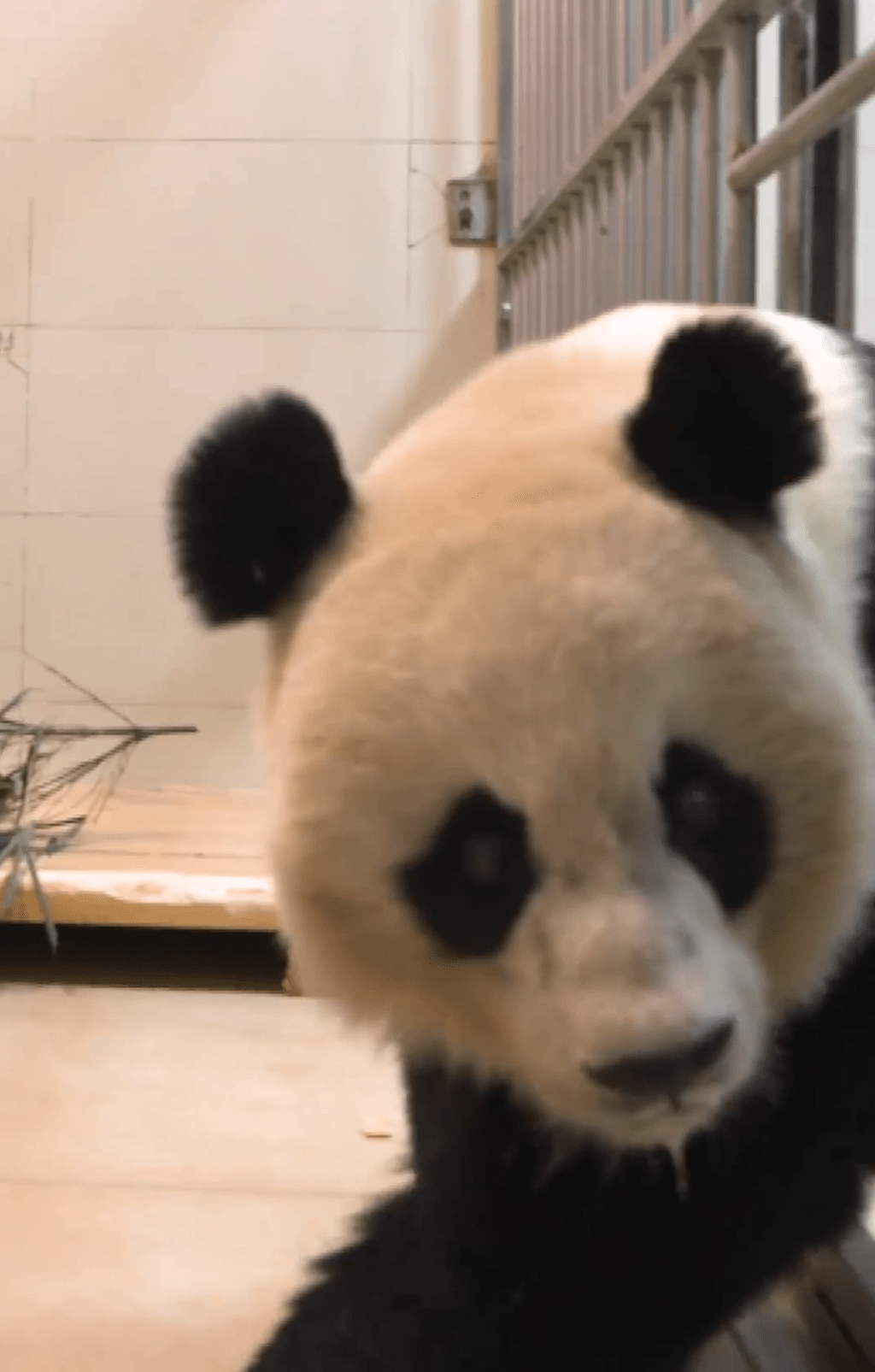 旅美大熊貓「美香」回國了！