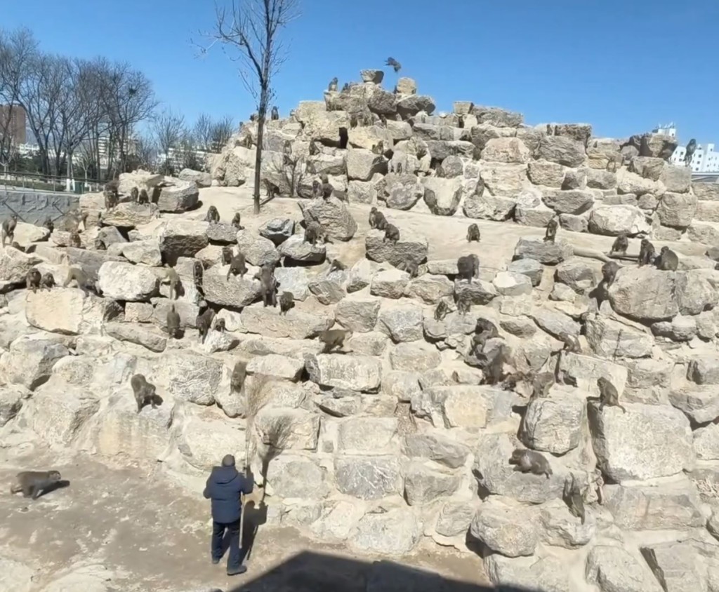 管理员要用大扫帚驱赶护尸猴群。微博