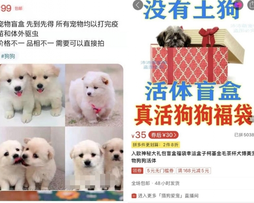 無良商家推「寵物盲盒」 ,不退不換無健康證明。
