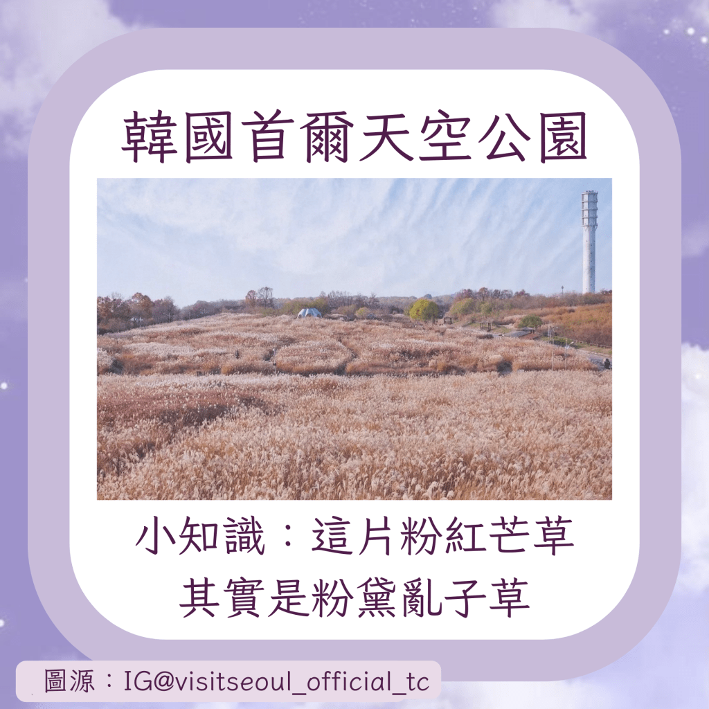 小知識:這片粉紅芒草 其實是粉黛亂子草