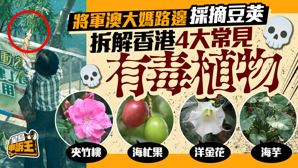 星島申訴王 | 將軍澳大媽路邊採摘豆莢 拆解香港四大常見有毒植物