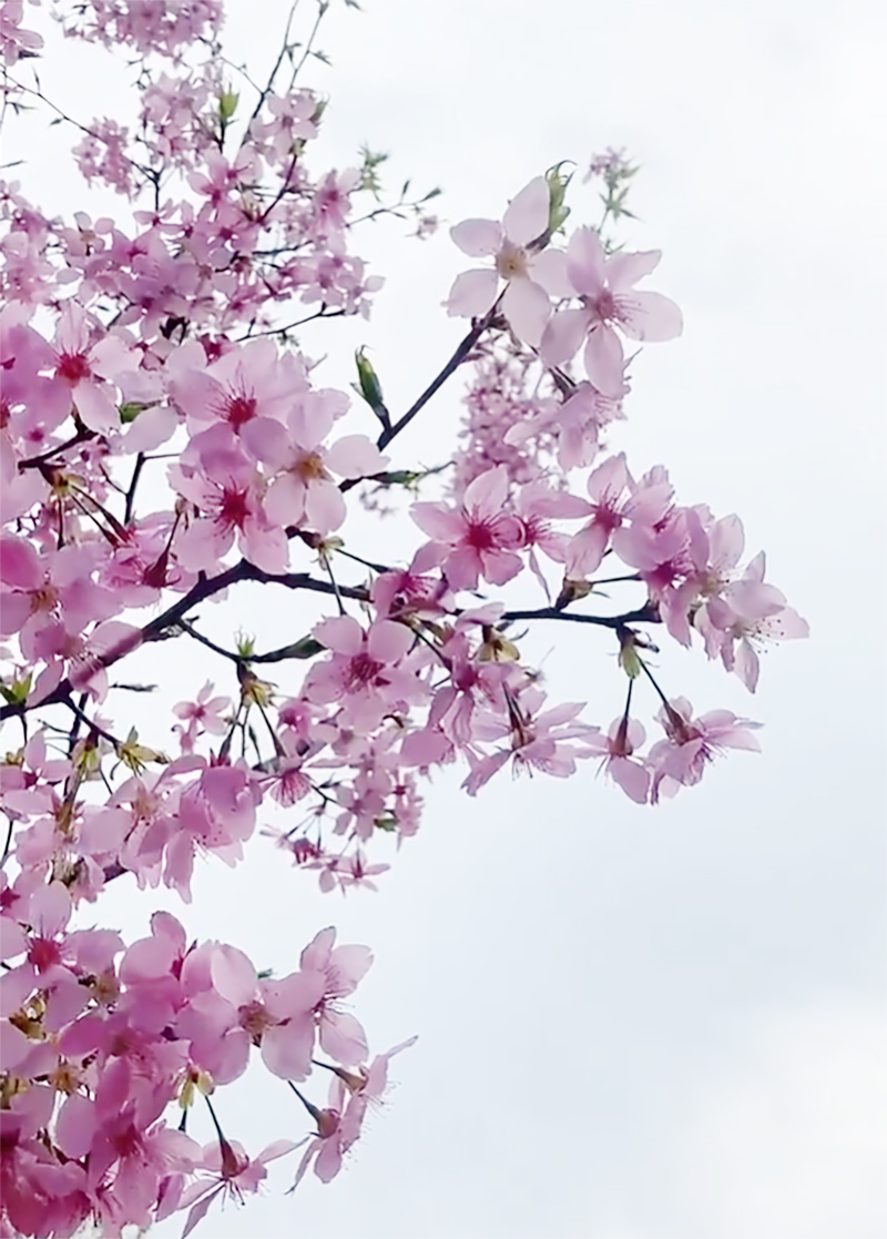 李因刚解释指，科研人员在选育过程中，共收集了117份观赏樱花优株，其中一些香味较为淡雅。 网片截图