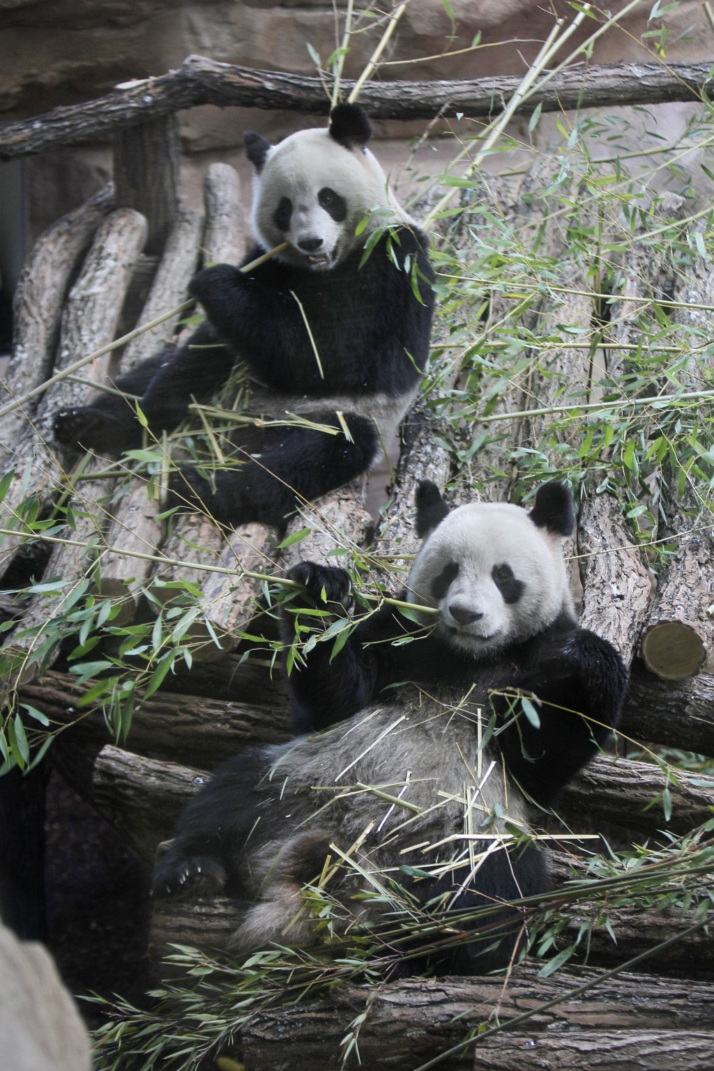 旅法大熊貓「歡歡」（左）和「圓仔」。 美聯社