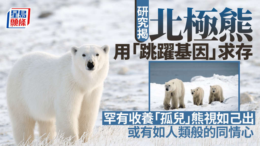 研究揭北極熊「基因突變」求存、收養陌生幼熊視如己出 驚嘆不可思議