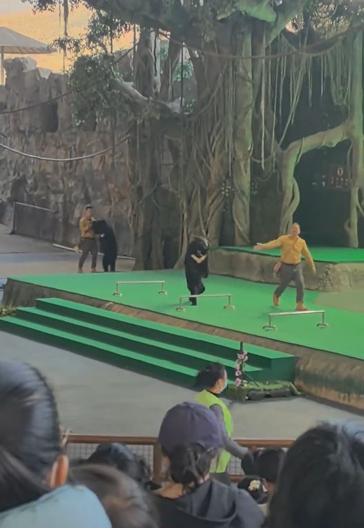 杭州有動物園的黑熊表演途中發狂，攻擊飼養員。微博