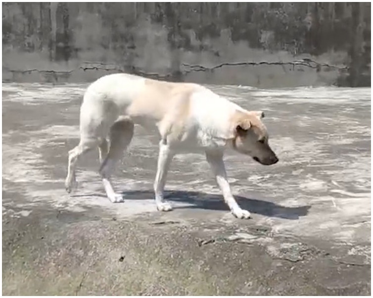 狗狗被放在狼窩內。網圖