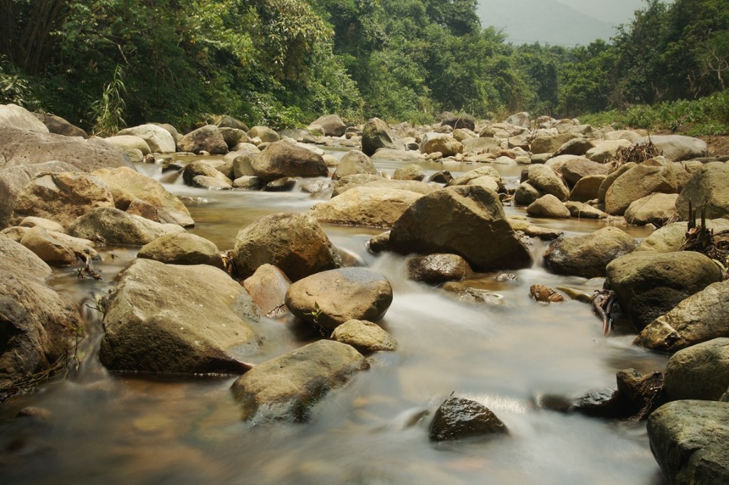東涌河是本地少有仍保留天然狀態的大型河流，生態資源豐富。 綠色力量提供
