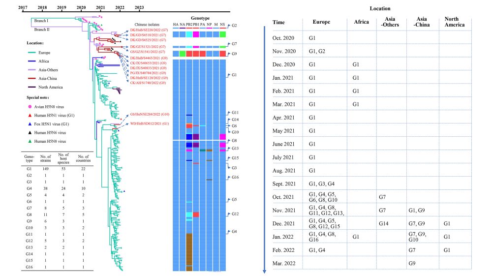 H5N1亚型禽流感病毒的起源、进化和时空传播图。网图