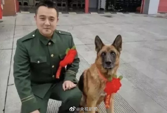 汶川地震最後一隻搜救犬「沈虎」於29日過世，享年14歲。網上圖片