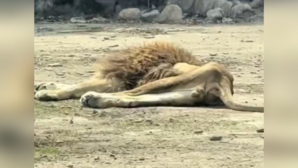 动物园人员指，狮子因丧偶而未有正常进食。