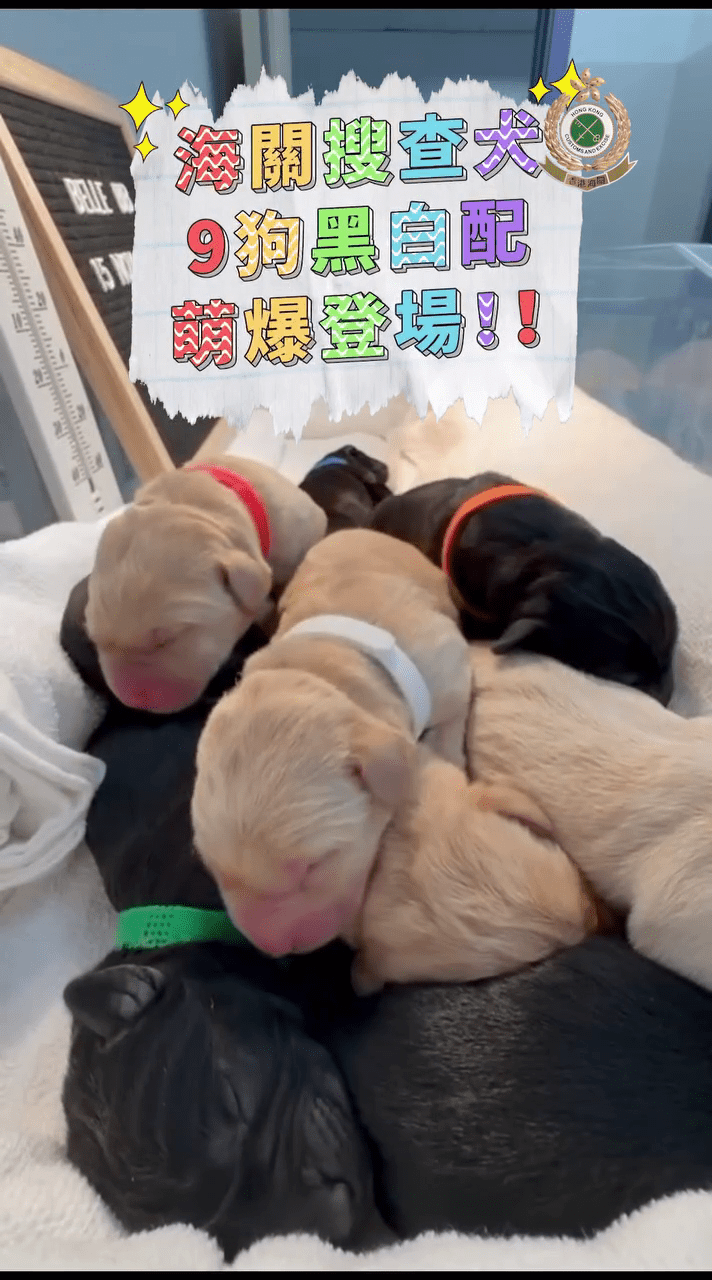 香港海關近日喜迎新血，轄下搜查犬課於本月15日迎來9隻黑白配色的拉布拉多尋回犬幼犬。