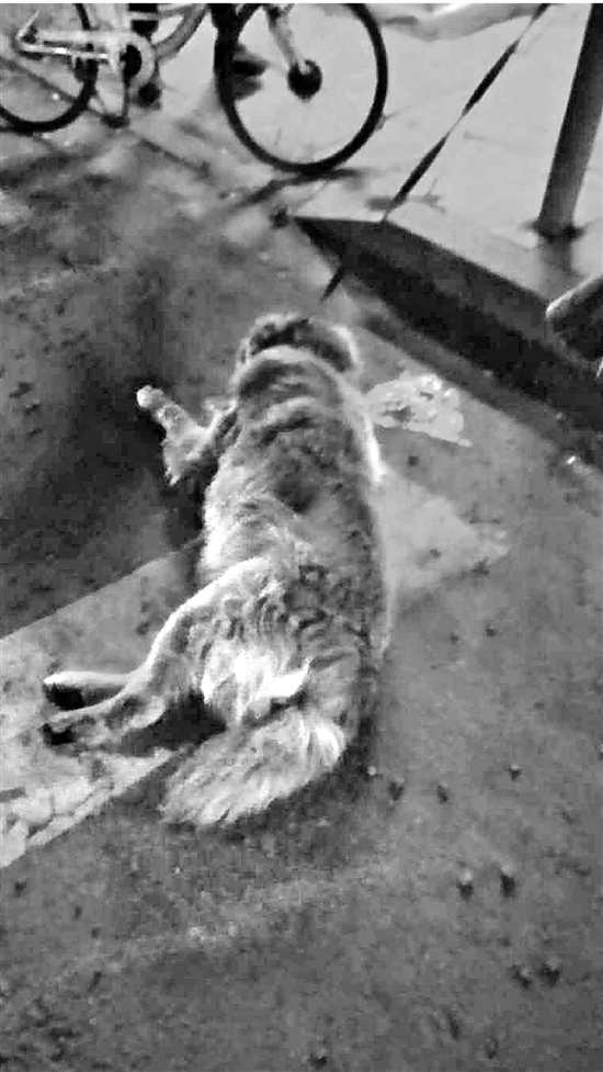 金毛寻回犬脚掌全部磨破，肢僵直倒在地上。