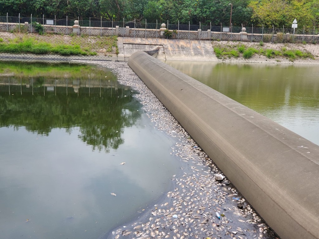 排水道發現大量死魚。 梁國峰攝
