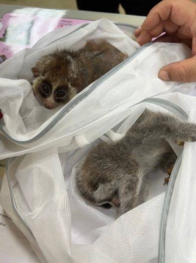 泰國海關查獲2隻懶猴、1隻松鼠、3隻水獺及2隻亞洲刺龜，共計8隻活體動物。 泰國國家公園、野生動植物保護部