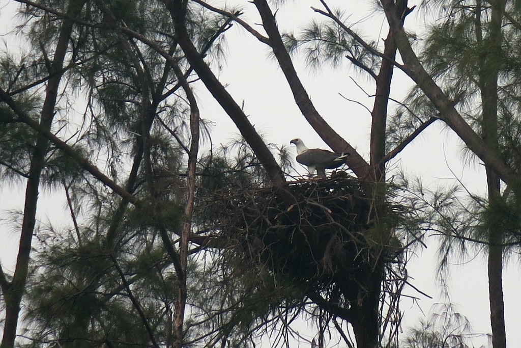 白腹海鵰。