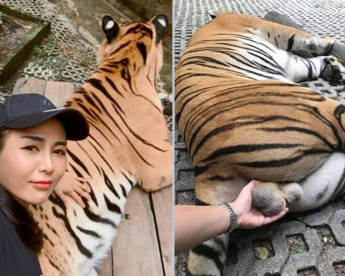 泰國女遊客動物園伸手玩弄老虎生殖器，畫面隨即引發爭議。(網圖)
