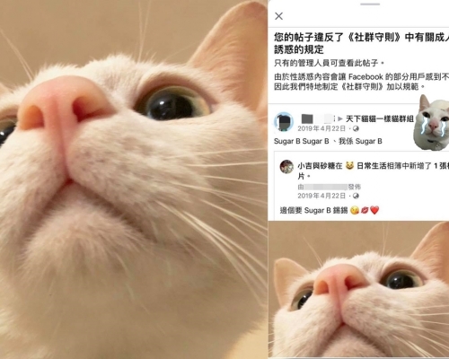 相片可見貓貓「Sugar B」疑似在鏡頭上仰頭。「小吉與砂糖」Facebook 專頁相片