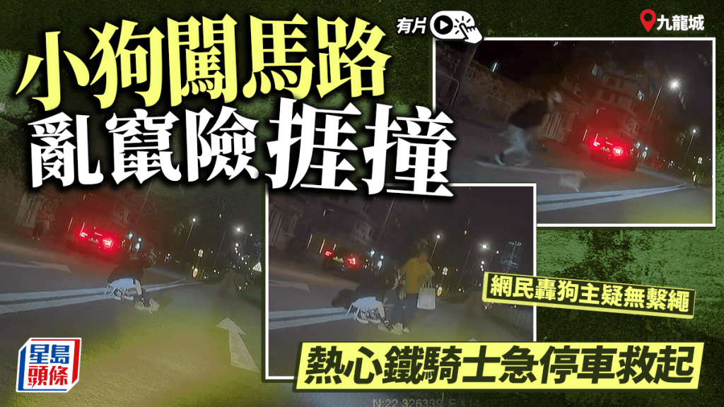 有片｜九龍城狗隻闖馬路 鐵騎士急停車救起 主人疑無繫繩捱轟