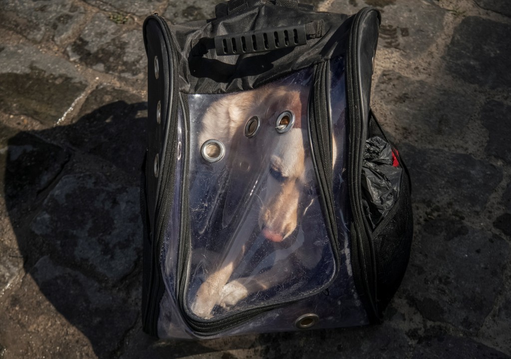 當地居民從洪水氾濫地區撤離時，有人將寵物狗放在隨身攜帶的手提袋。路透社