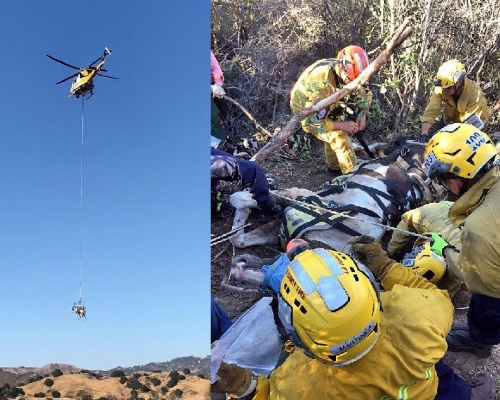 救援人員到場用繩索將牠綁起，再出動直升機，整隻將牠吊起，救出險境。