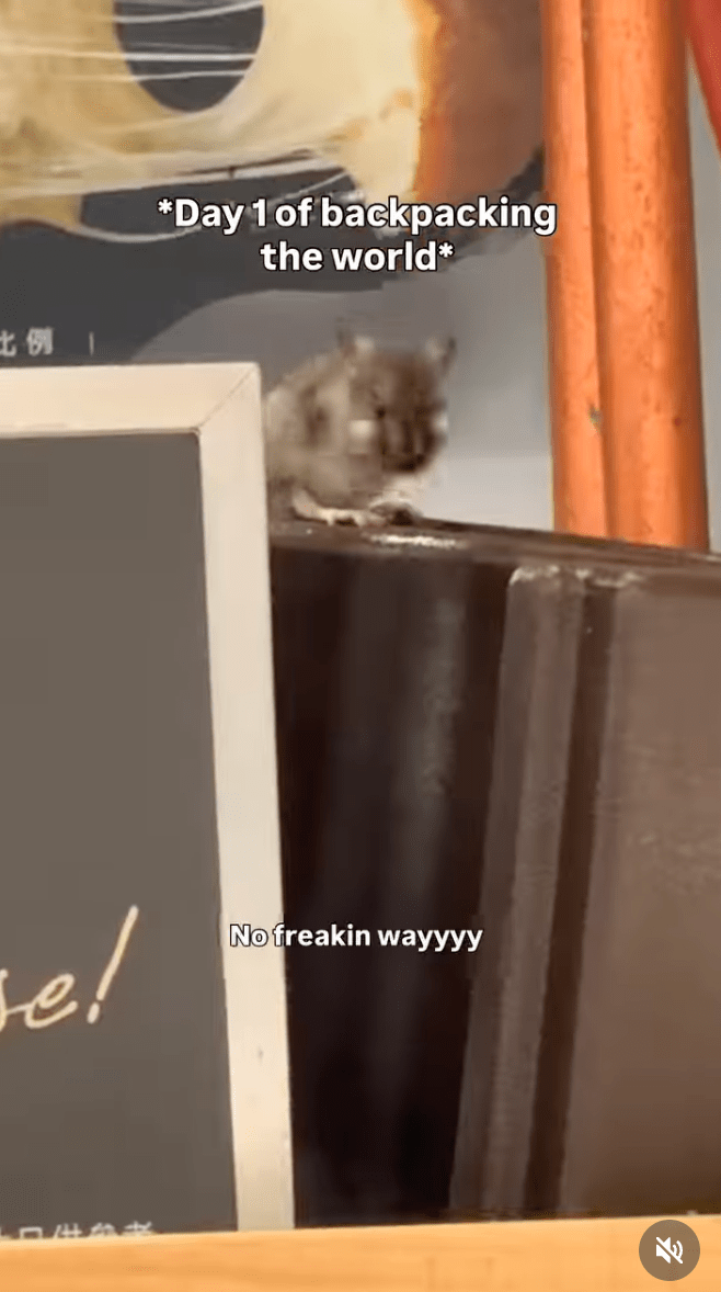 老鼠旁若無人地不斷擦拭臉部。