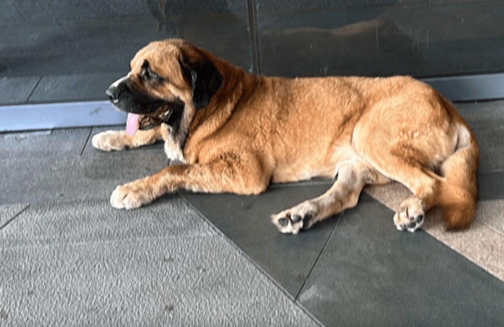 7月11日涉事大狗曾在元朗襲擊一隻哥基犬。香港動物報提供 7月11日涉事大狗曾在元朗襲擊一隻哥基犬。香港動物報提供