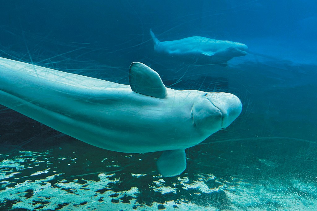 安大略省海洋樂園的白鯨。