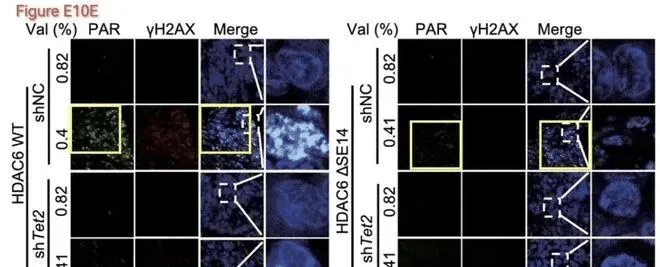 不同實驗條件的螢光圖像高度重合。 PubPeer