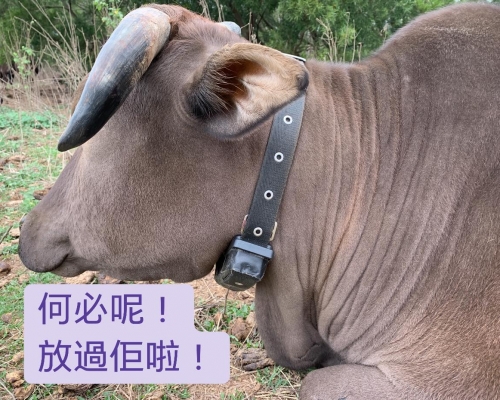 圖片轉載自:facebook西貢十四鄉村牛關注組。