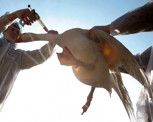 歐洲多國出現H5N1禽流感爆發。REUTERS
資料圖片