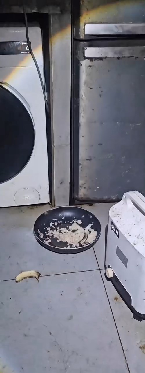 女租客買飯混貓糧餵飼。fb「毛守救援」片段截圖